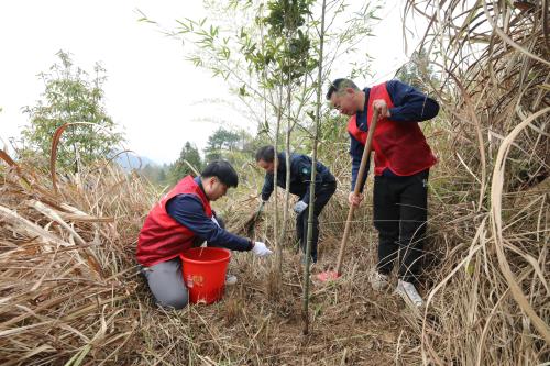 國網(wǎng)壽寧縣供電公司義務植樹積極服務生態(tài)文明建設